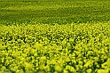 Yellow field (40D_3397_B1rid)